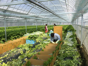 野菜工房たなべ