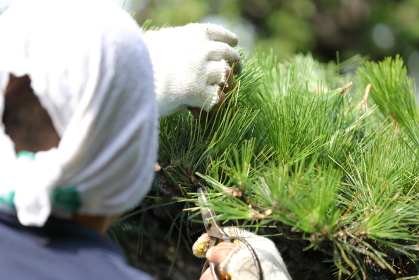 有限会社舩越造園